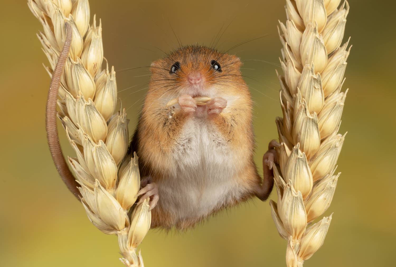 harvest mouse, mouse, rodent, animals, nature, wildlife, canon, MARIA KULA