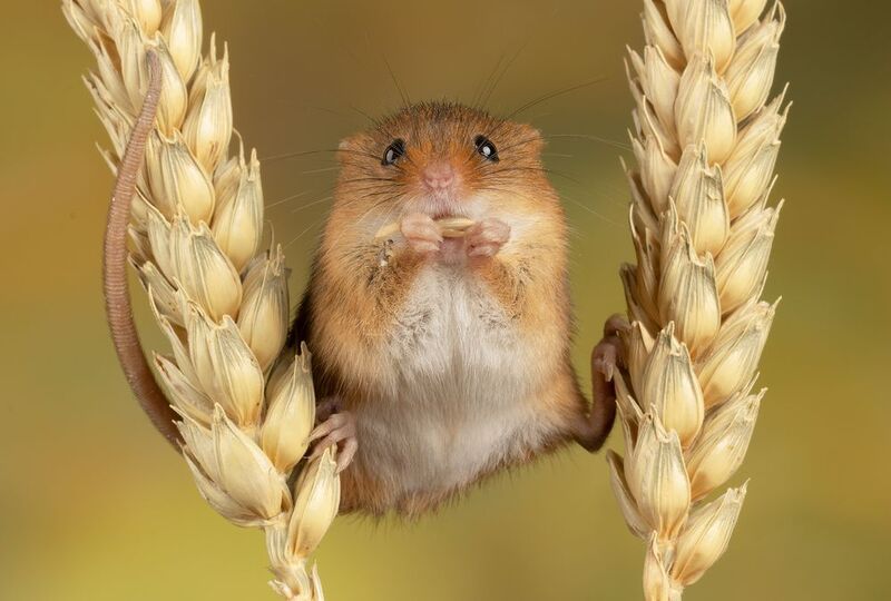 harvest mouse, mouse, rodent, animals, nature, wildlife, canon Harvest Mousephoto preview