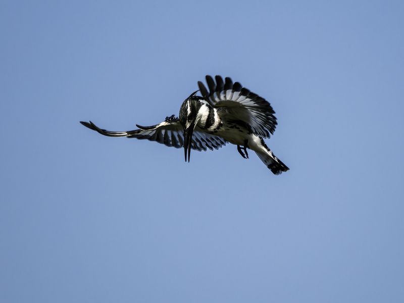 Малый пегий зимородок.photo preview