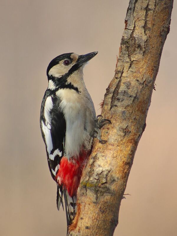 dendrocopos major, большой пёстрый дятел, Большой пёстрый дятел. Девочка.photo preview