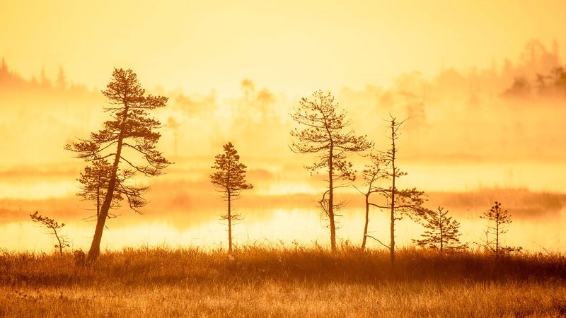 В половине пятого утра... фото превью