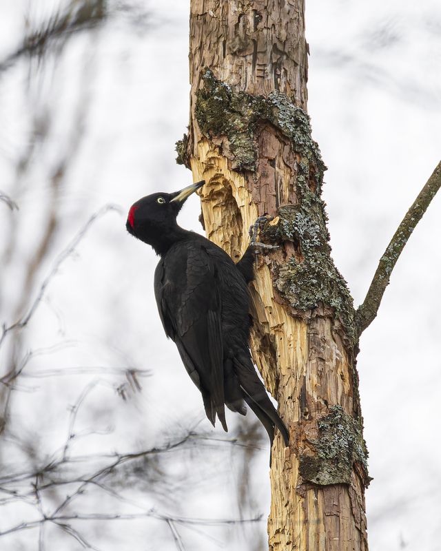 Желнаphoto preview