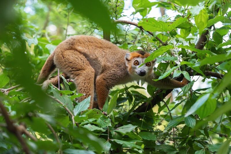 венценосный лемур, венценосный мангустовый лемур, самец, самка, eulemur coronatus, crowned lemur, male, female Под пологом дивного лесаphoto preview