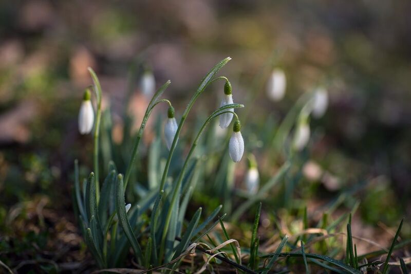 Подснежникиphoto preview