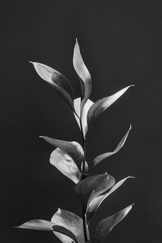 ветка, световая кисть, черно-белое ***photo preview