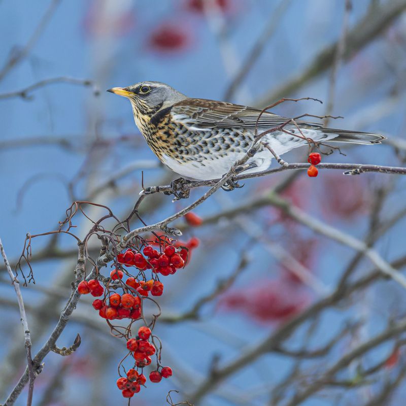Рябинникphoto preview