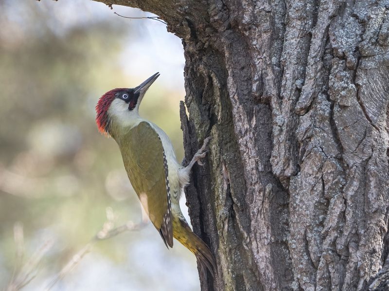 птицы,природа, весна Зелёный дятелphoto preview