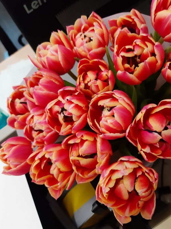 Тюльпаны  Весна - это тюльпаныphoto preview