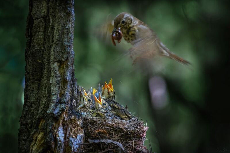дрозд, птицы, гнездо, птенцы Лечу, лечу, червячка несуphoto preview