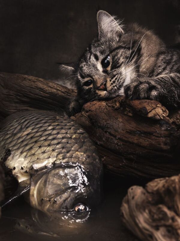 cat, fish, house Опять рыба .....photo preview