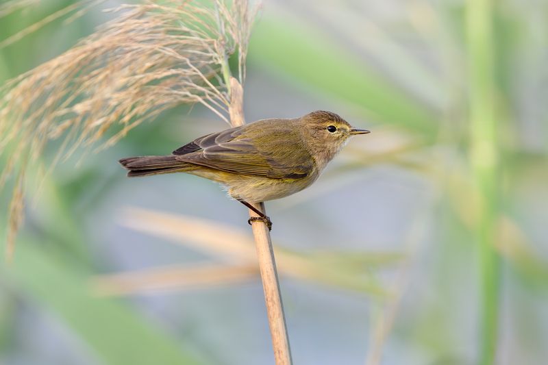 птица, фотоохота, пеночка, природа, фауна Пеночкаphoto preview