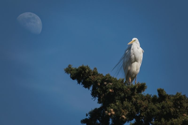 цапля луна Замерла цапля в чарах Луныphoto preview