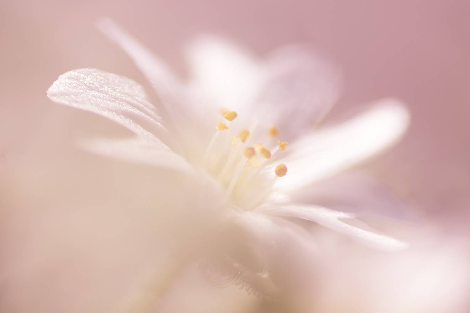 макро, цветок, звездчатка, рейнокс, Андреева Светлана