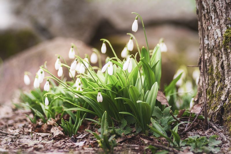 подснежники, крым Первые цветыphoto preview