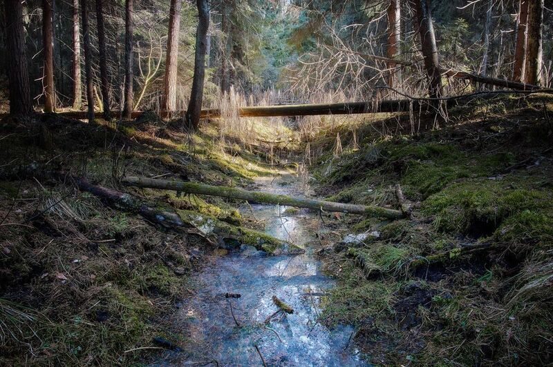 лес, весна, свет В весеннем лесуphoto preview