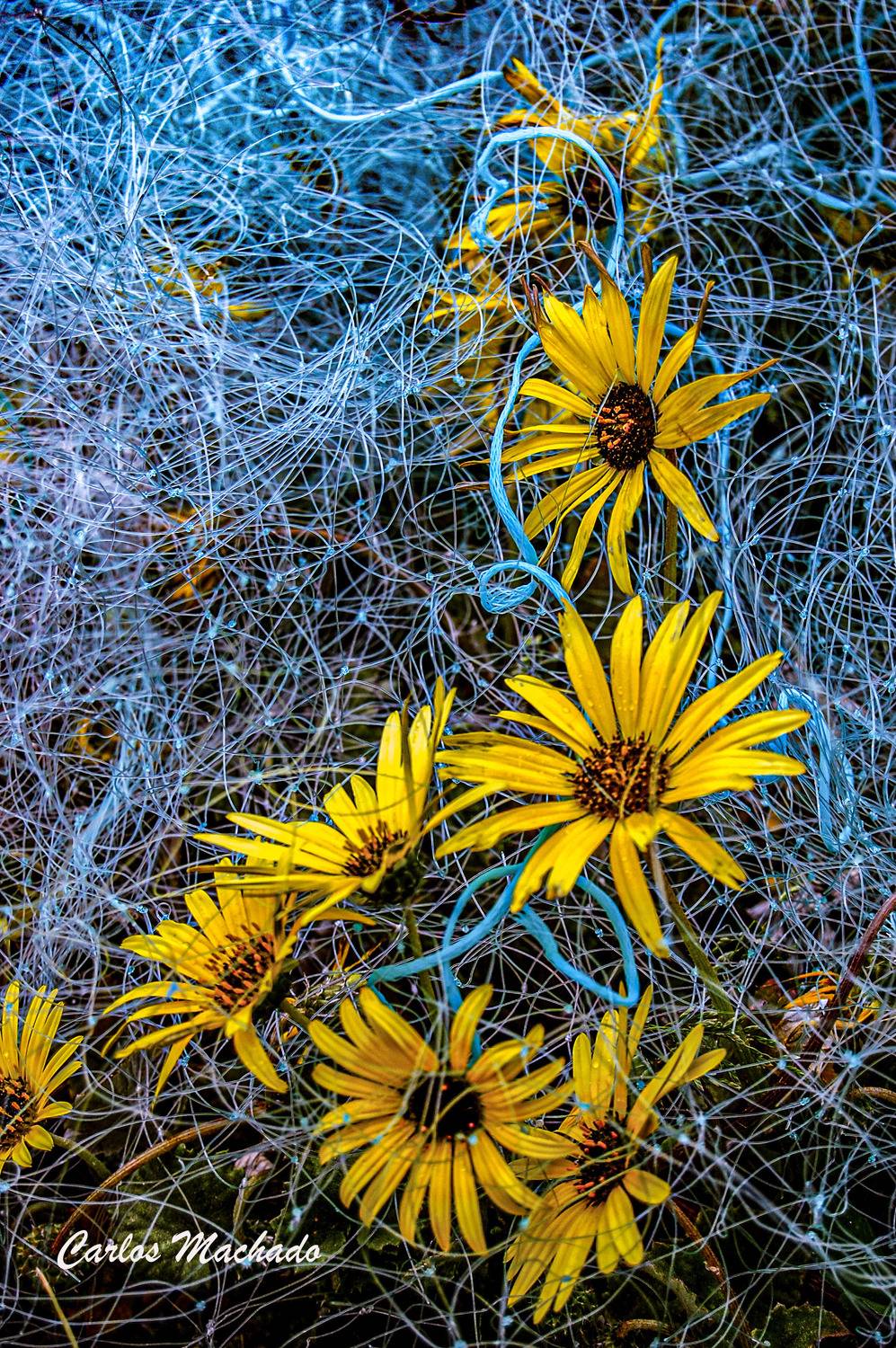 Macro, Nature,, Machado Carlos