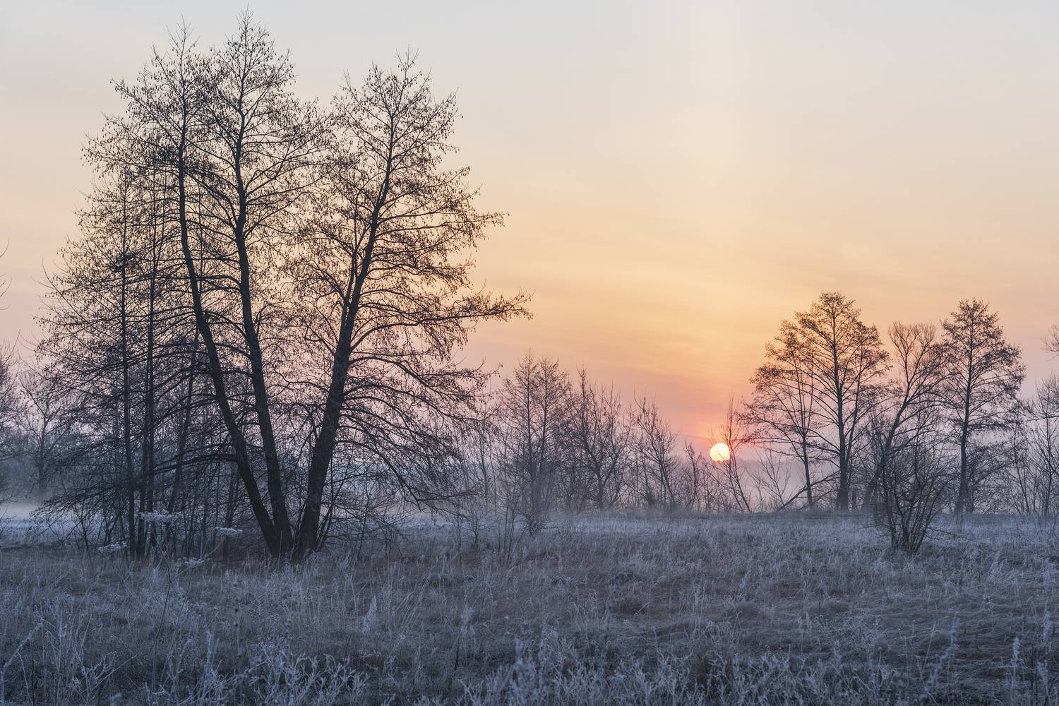 , Дмитрий Новоселов