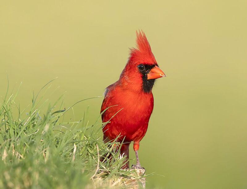 красный кардинал, northern cardinal, cardinal,кардинал, texas male, Northern Cardinal - Красный кардиналphoto preview