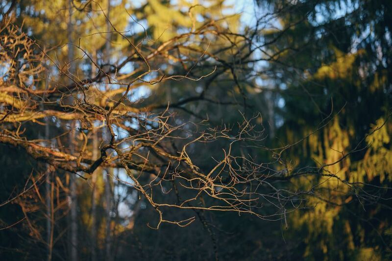 forest, tree, light, evening, sunlight, morning, shadow, branch, autumn, yellow, nature, beauty ***photo preview
