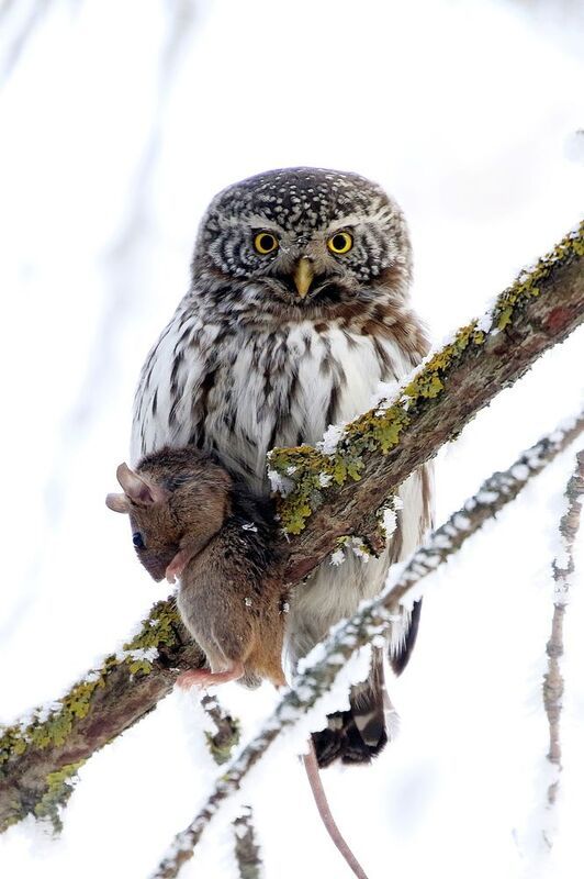 Воробьный сычик,совы России, Софронов Евгений,Природа Ульяновской области, фотоохота,  С добычей на завтрак....photo preview