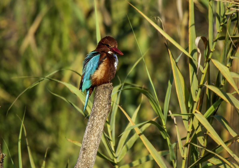 Красноклювая альциона.photo preview