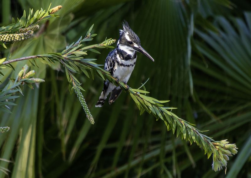 Малый пегий зимородок.photo preview