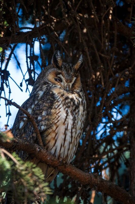*** фото превью
