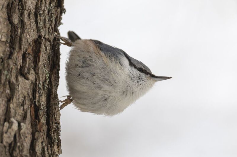 Поползеньphoto preview