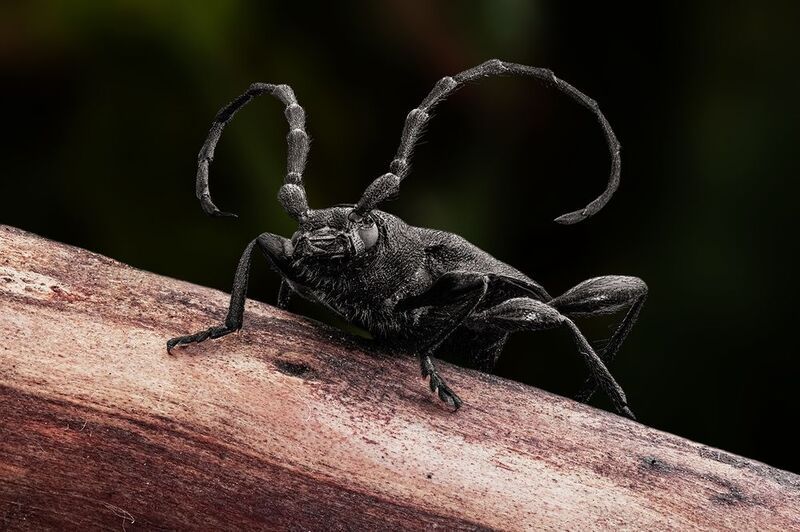 Жук-усачphoto preview