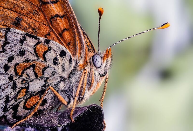 Шашечница (лат. Melitaea)photo preview