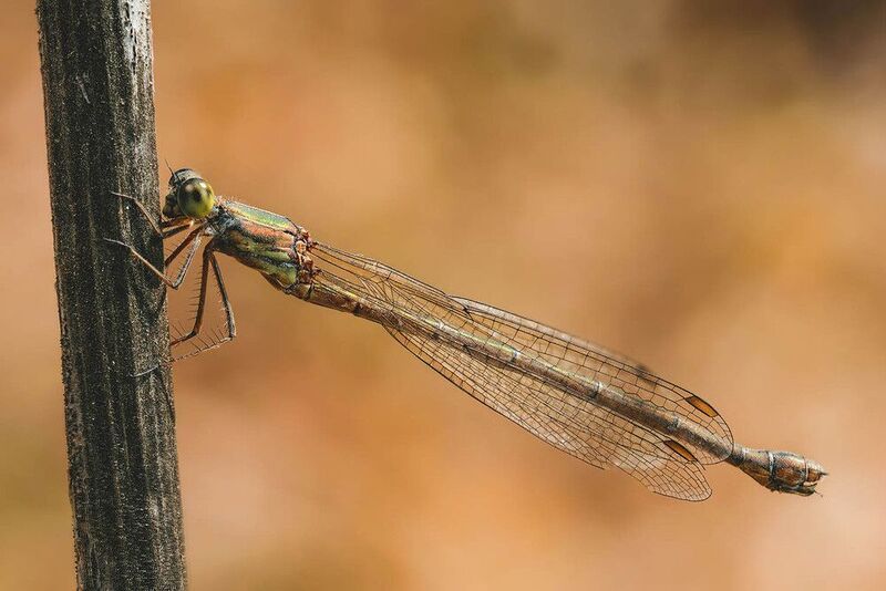 Стрелкаphoto preview