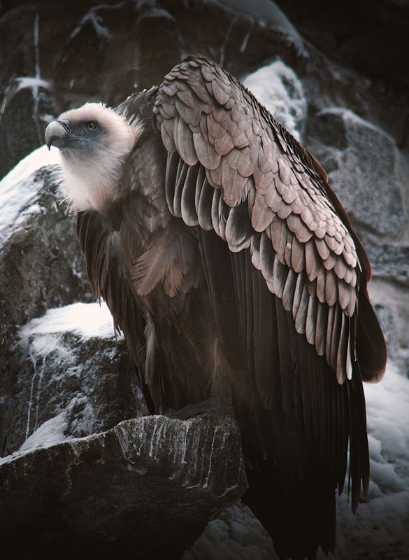 Сип белоголовыйphoto preview