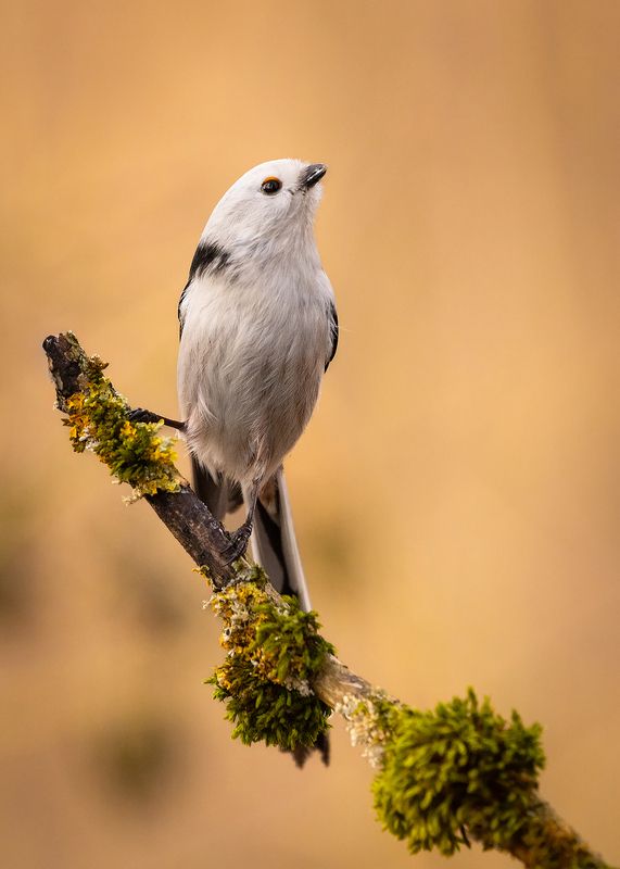 Long-tailed Tiphoto preview