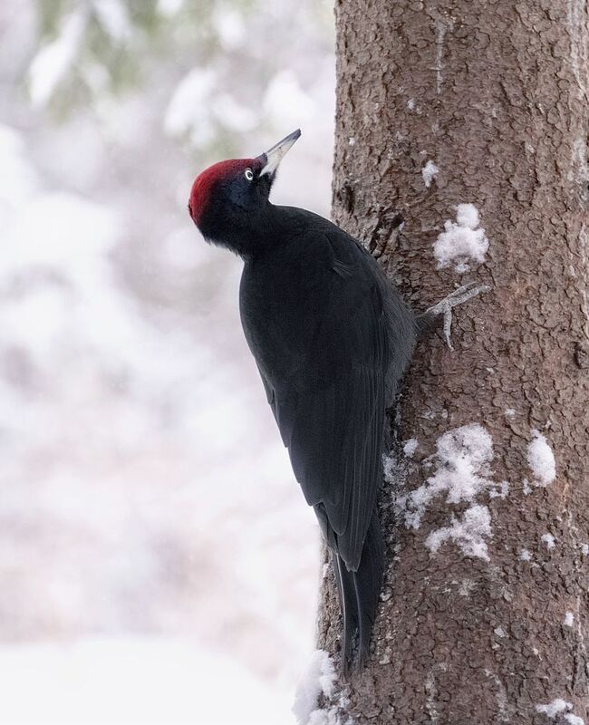 сибирь, столбы, желна, дятел Желнаphoto preview