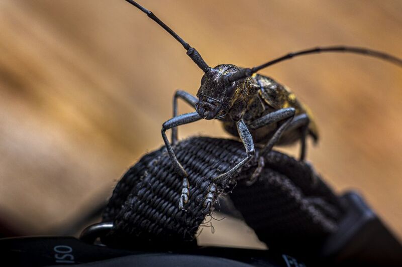 Приключения жука-усача соснового в тайге нацпарка Койгородский.photo preview