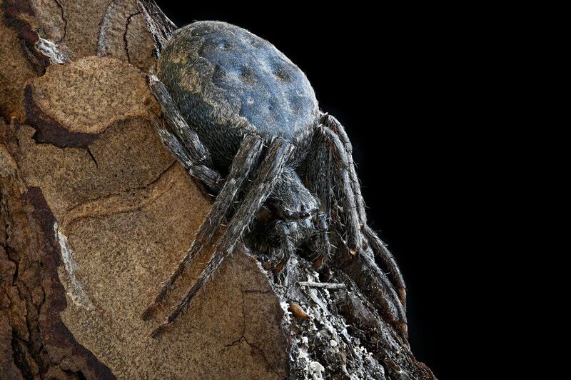 Nuctenea umbraticaphoto preview