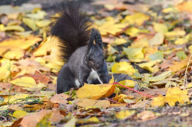 squrrel, volgograd, russia, wildlife, #photo preview