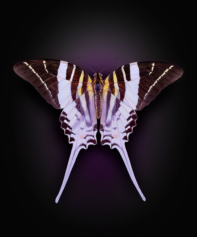 lipedoptera, papilionidae, graphium androcles, парусник Графиумphoto preview