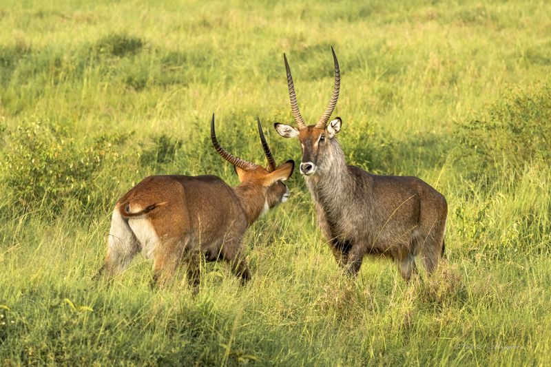 Идиллияphoto preview