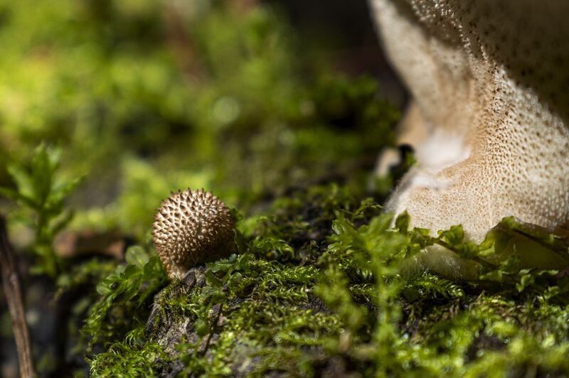 И я вырасту! Малыш дождевика шиповатого, или Lycoperdon perlatum. Нечаянно удалилаphoto preview