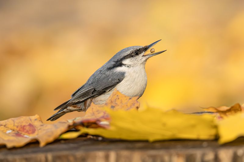 Попоплзеньphoto preview