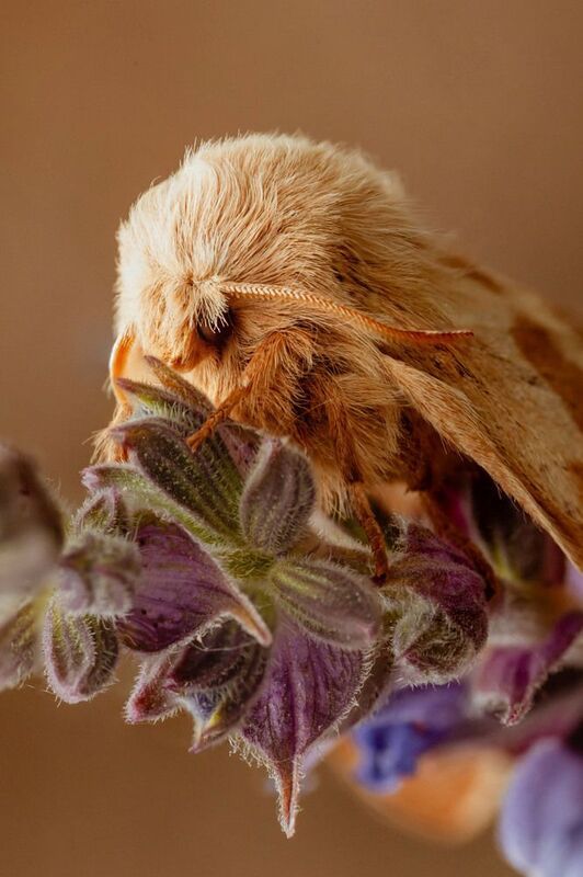 Макро, коконопряд Пушистый модникphoto preview