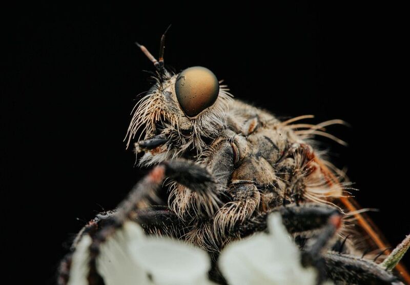 макро, ктырь, муха Харизматичный ктырьphoto preview