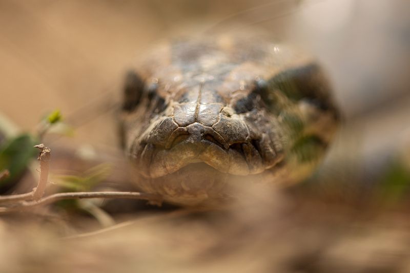 Too Close......photo preview