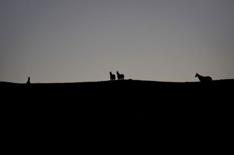 лошади, horses, силуэт Неожиданные гостиphoto preview