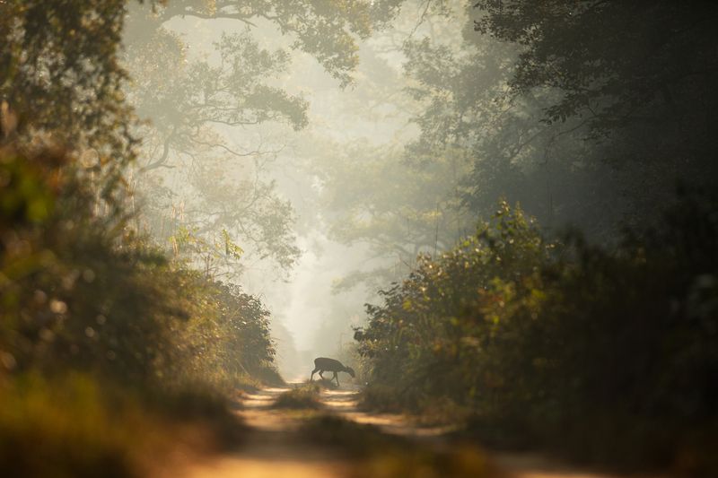 The Golden Forestphoto preview