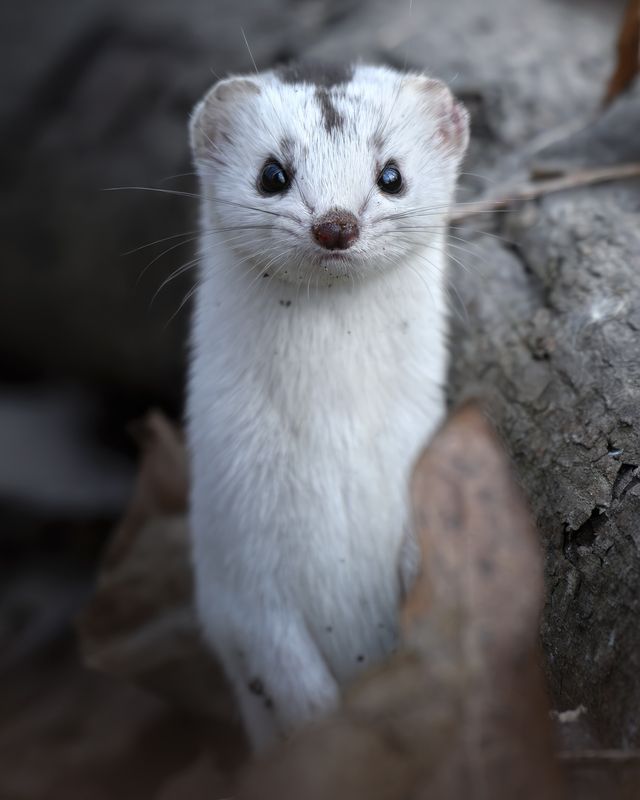 Ласка (Mustela nivalis) photo preview