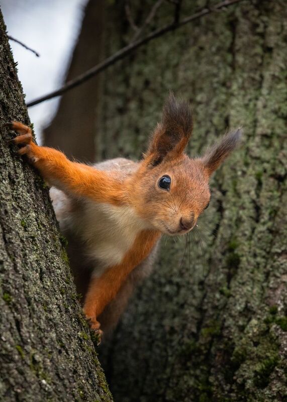 фото превью