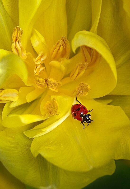 божьякоровка, желтый, тюльпан, лепестки, весна, макро В желтом тюльпанчикеphoto preview