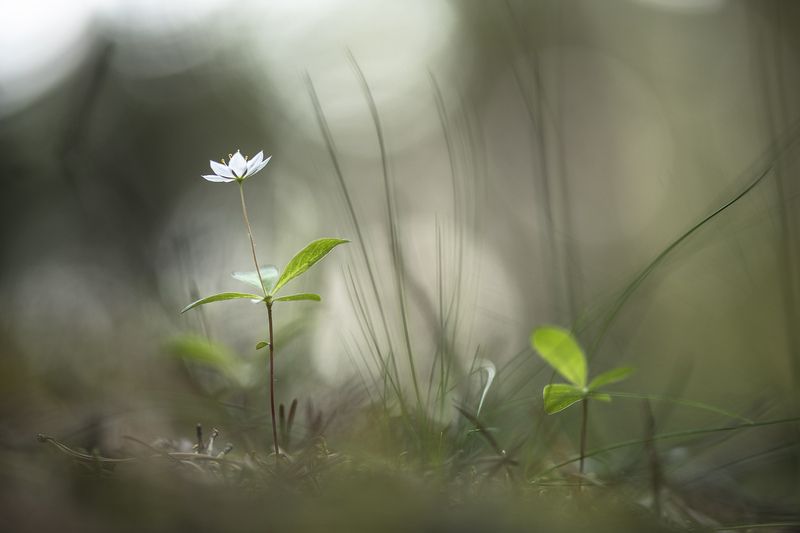 седмичник, цветок, свет, цвет, утро, геннадий мещеряков,  nikon d 850,  carl zeiss makro-planar t* 100mm f/2 zf.2 Утро седмичика...photo preview